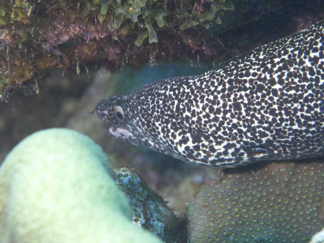 gal/Bonaire 2006 S/SpottedMoray.jpg